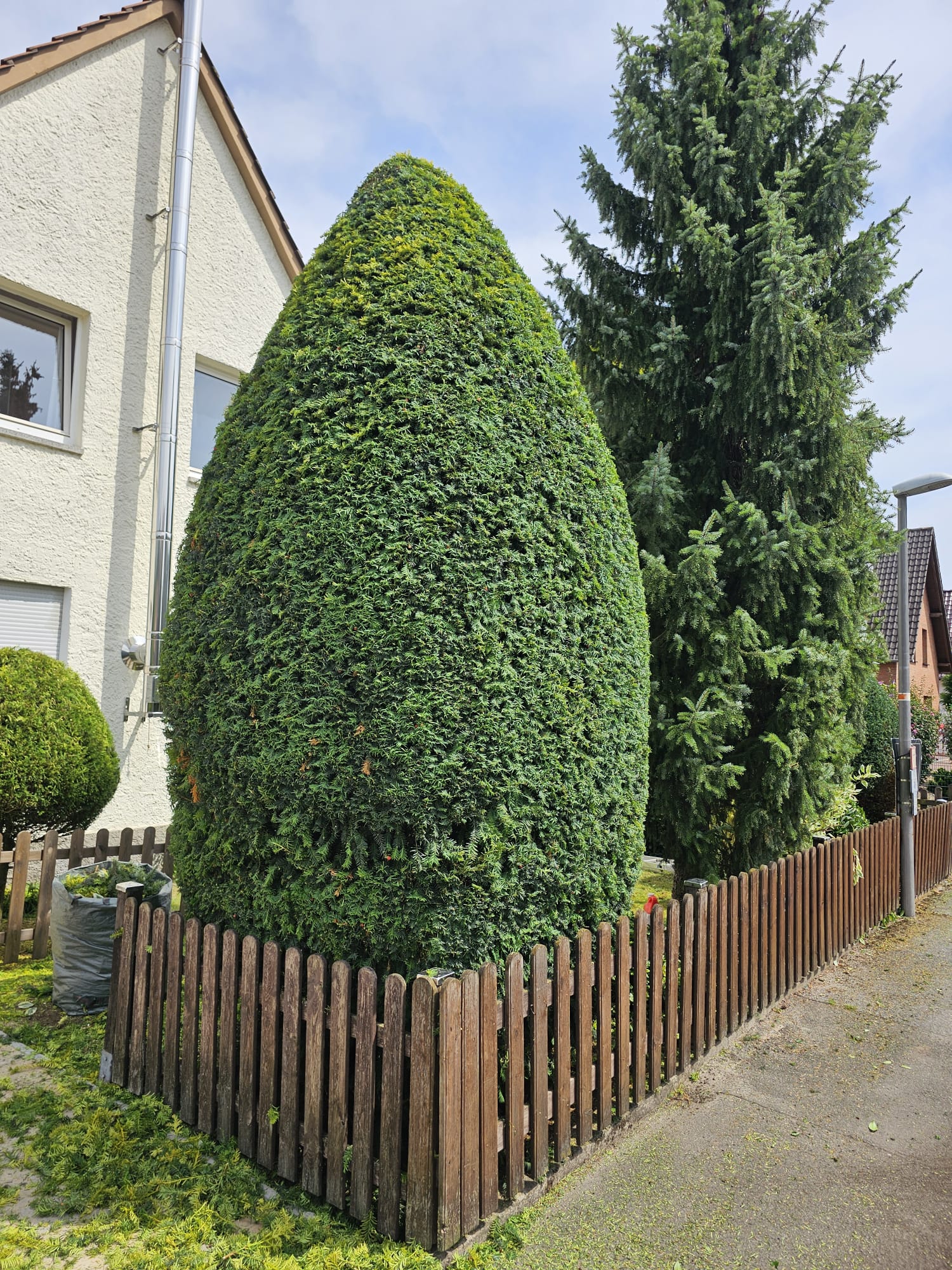 Baumschnitt und Baumpflege