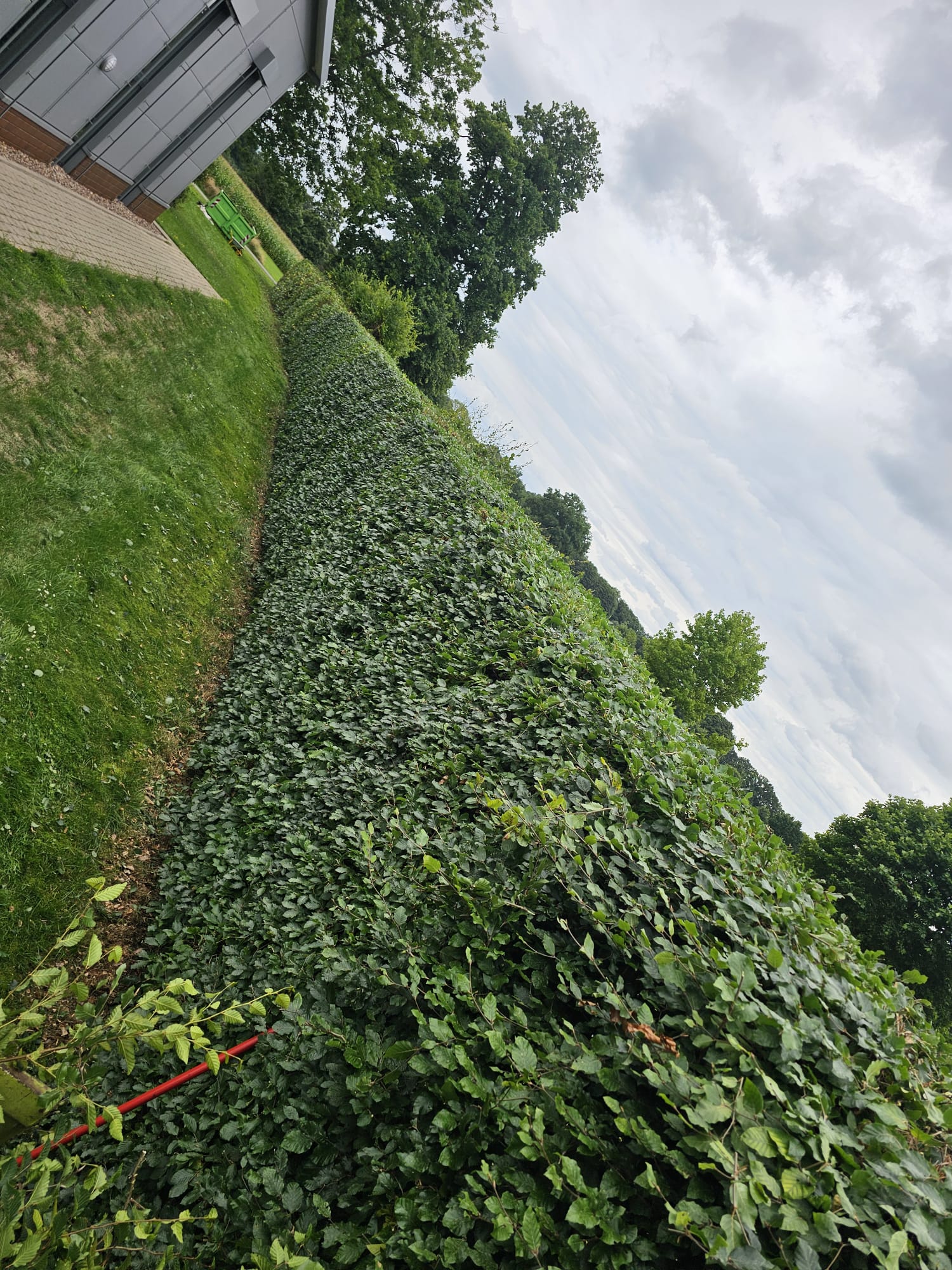 Heckenpflege und Schnitt